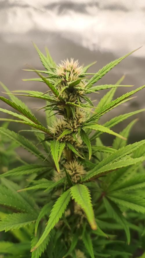 Banana Purple Punch - FastBuds autumn. Week 6