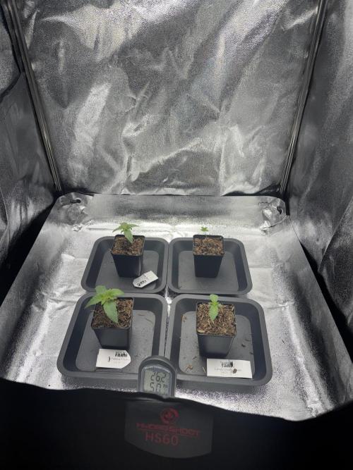 My Little Farm. Week 1