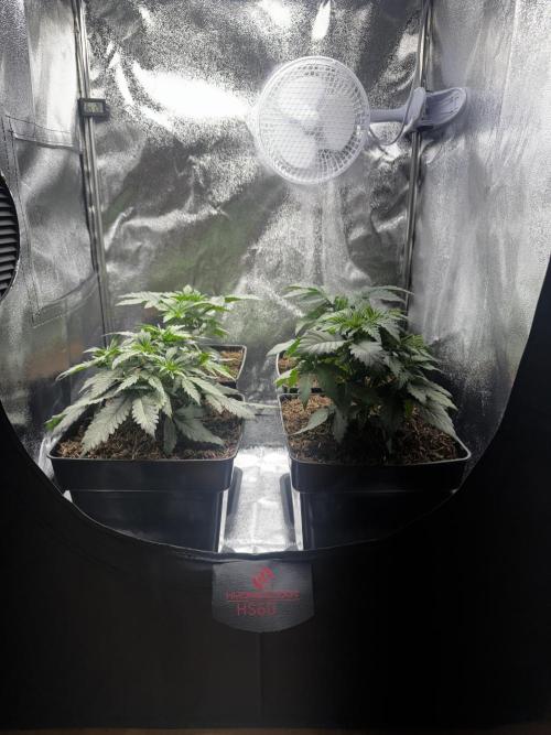 My Little Farm. Week 3