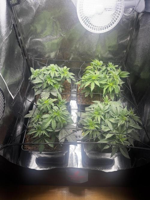 My Little Farm. Week 4 - Scrog Netz kommt ins Zelt 