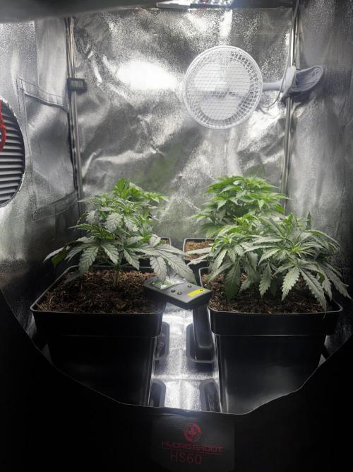 My Little Farm. Week 4