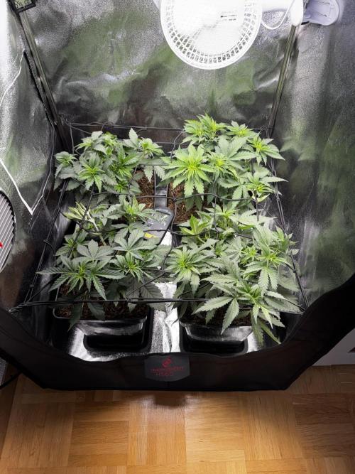 My Little Farm. Week 5