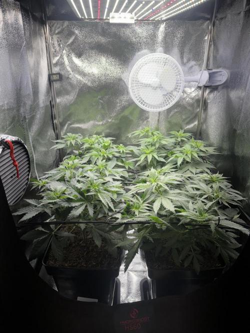 My Little Farm. Week 5