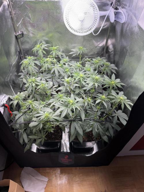 My Little Farm. Week 6 - Defoliert 