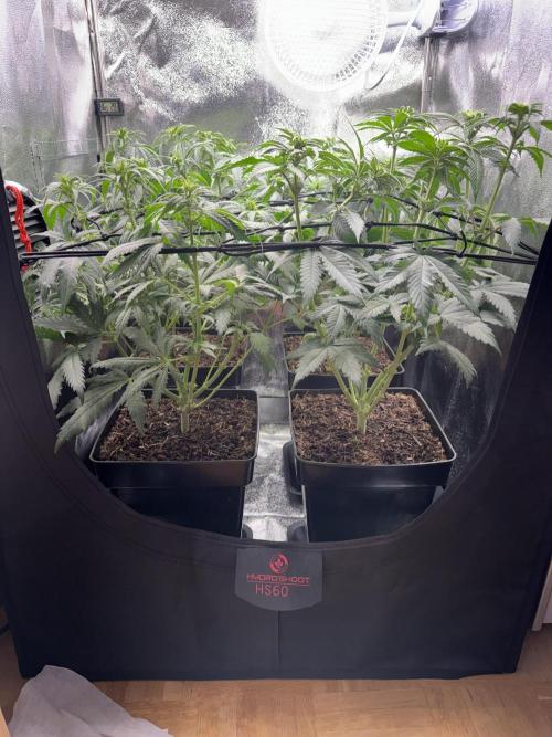 My Little Farm. Week 6 - Lollipopping