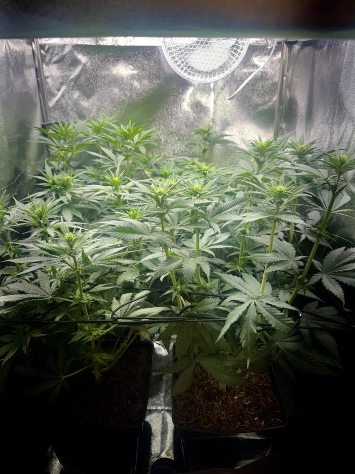 My Little Farm. Week 7