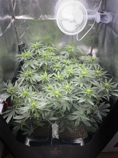 My Little Farm. Week 7