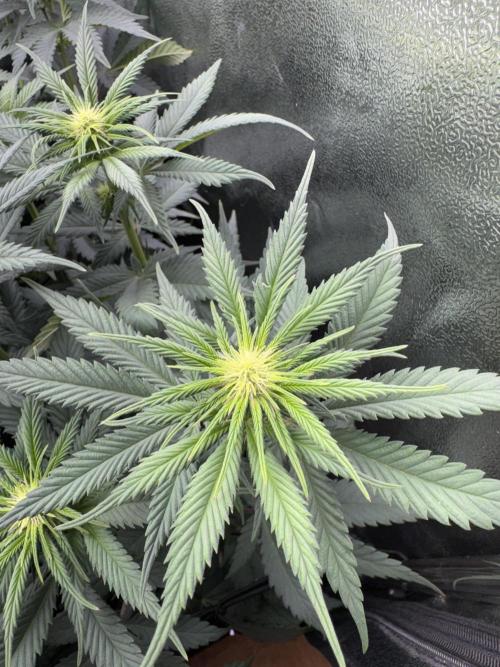 My Little Farm. Week 7 - Papaya Frosting 