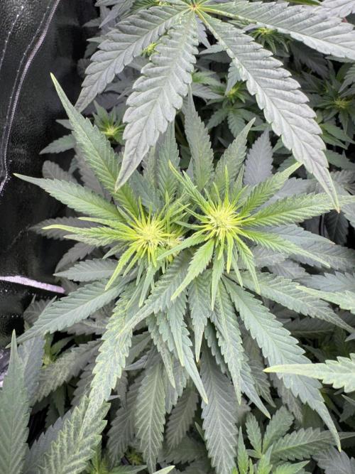 My Little Farm. Week 7 - Blue Cheese, hat sich selber getoppt in der Blüte