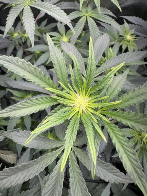 My Little Farm. Week 7 - Pink Chai 