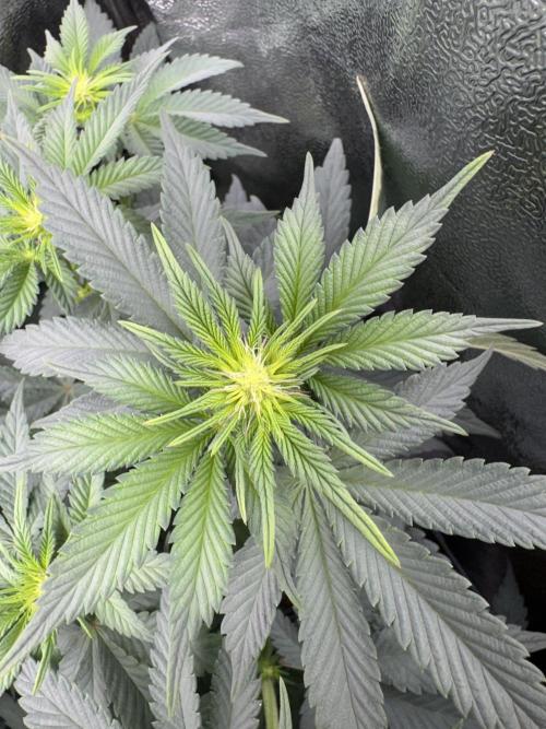 My Little Farm. Week 7 - Lemon Cherry Gelato 