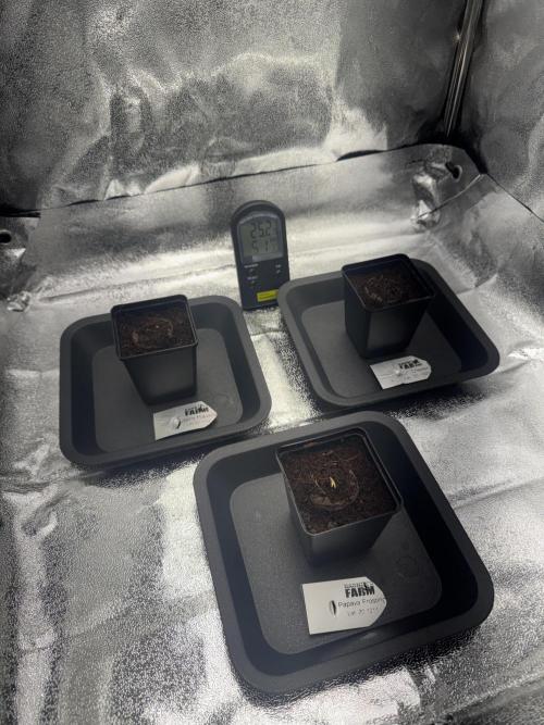 My Little Farm. Week 0