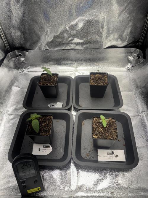 My Little Farm. Week 1