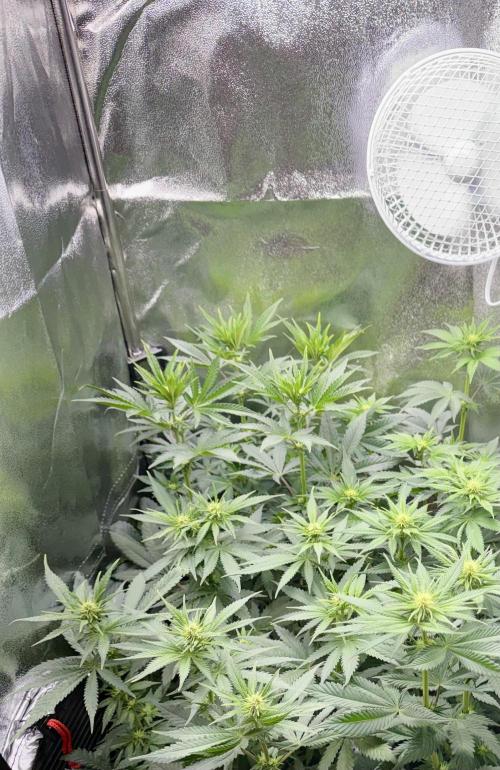 My Little Farm. Week 7 - Praying Leaves