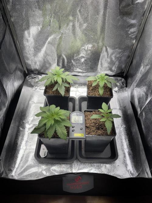 Vier Keulen für ein Halleluja. Week 2