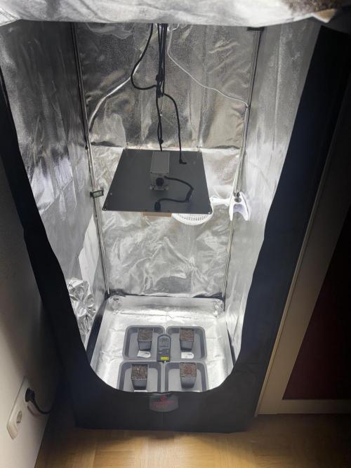 Vier Keulen für ein Halleluja. Week 0