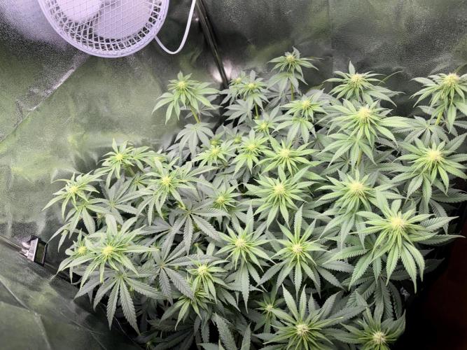 Vier Keulen für ein Halleluja. Week 7