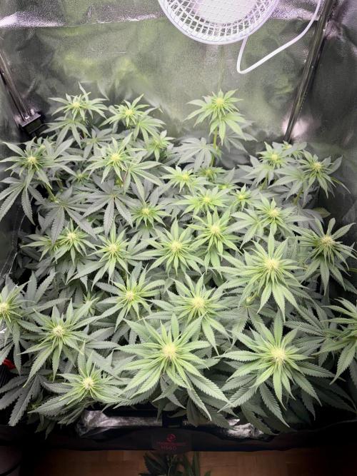 Vier Keulen für ein Halleluja. Week 7