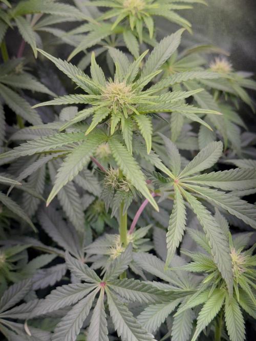 Vier Keulen für ein Halleluja. Week 8 - Pink Chai