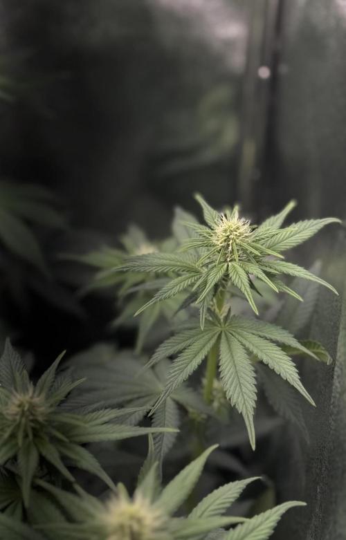 Vier Keulen für ein Halleluja. Week 8 - Lemon Cherry Gelato