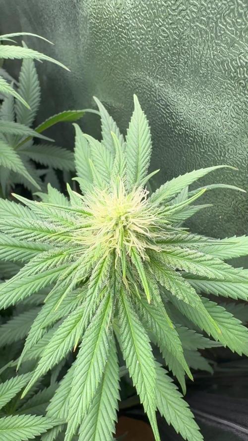 Vier Keulen für ein Halleluja