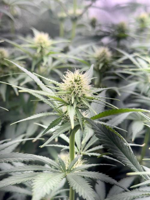 Vier Keulen für ein Halleluja. Week 8 - Blue Cheese