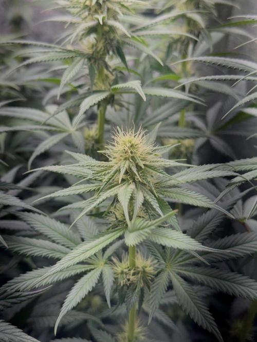 Vier Keulen für ein Halleluja. Week 8 - Papaya Frosting