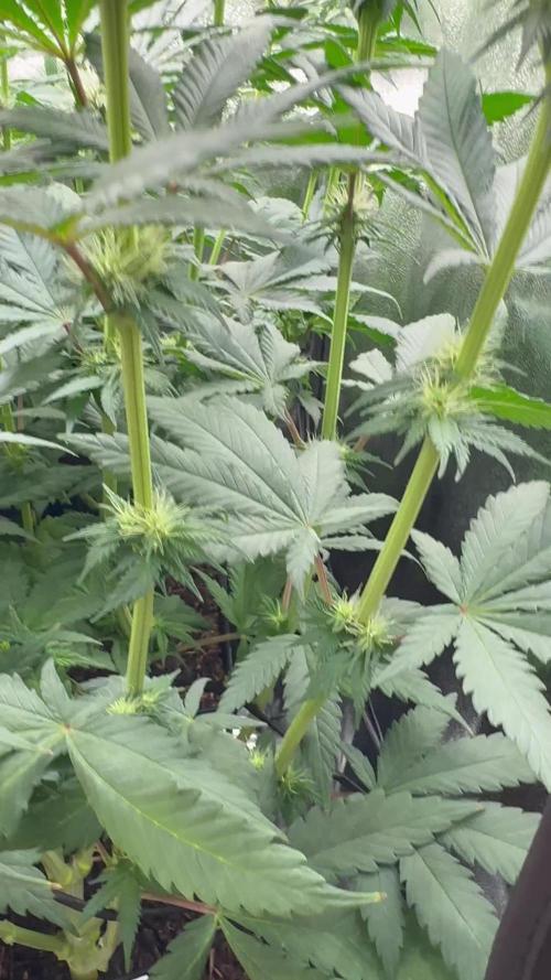 Vier Keulen für ein Halleluja