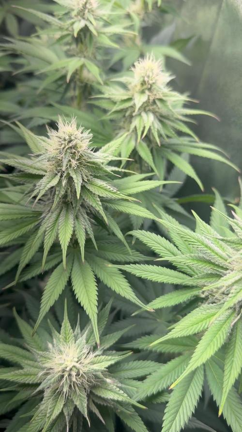 Vier Keulen für ein Halleluja