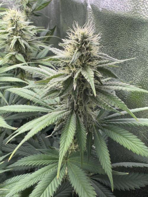 Vier Keulen für ein Halleluja. Week 9 - Papaya Frosting