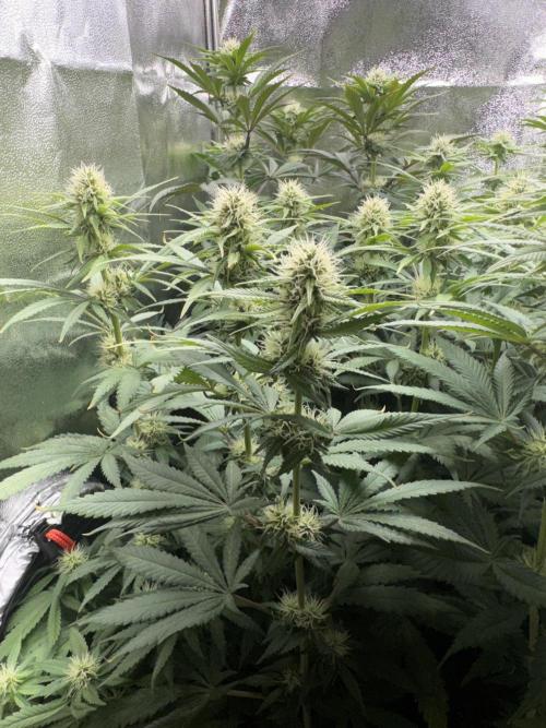 Vier Keulen für ein Halleluja. Week 9 - Blue Cheese