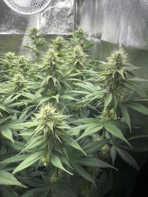 Vier Keulen für ein Halleluja. Week 9 - Papaya Frosting und hinten die Lemon