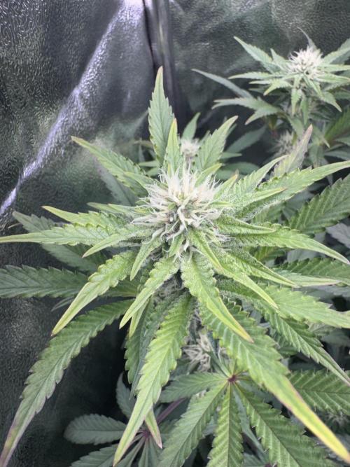 Vier Keulen für ein Halleluja. Week 9 - Pink Chai