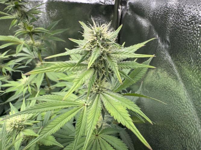 Vier Keulen für ein Halleluja. Week 9 - Lemon Cherry Gelato