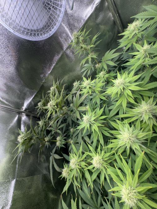 Vier Keulen für ein Halleluja. Week 9 - 💚