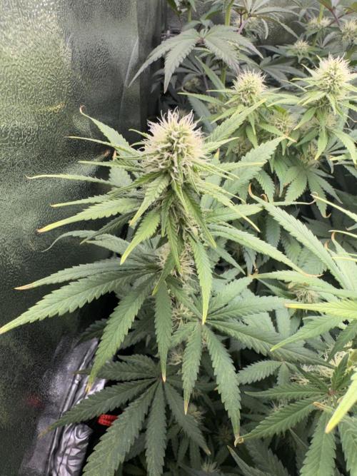 Vier Keulen für ein Halleluja. Week 9 - Blue Cheese