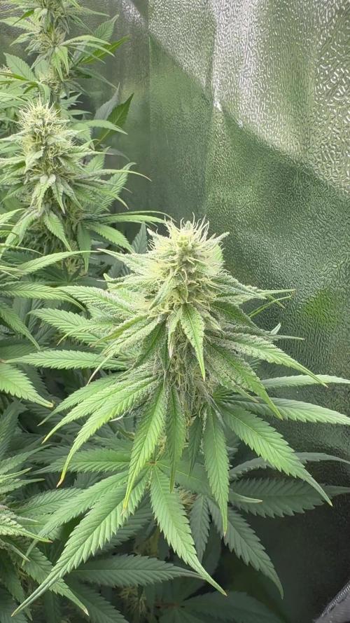 Vier Keulen für ein Halleluja