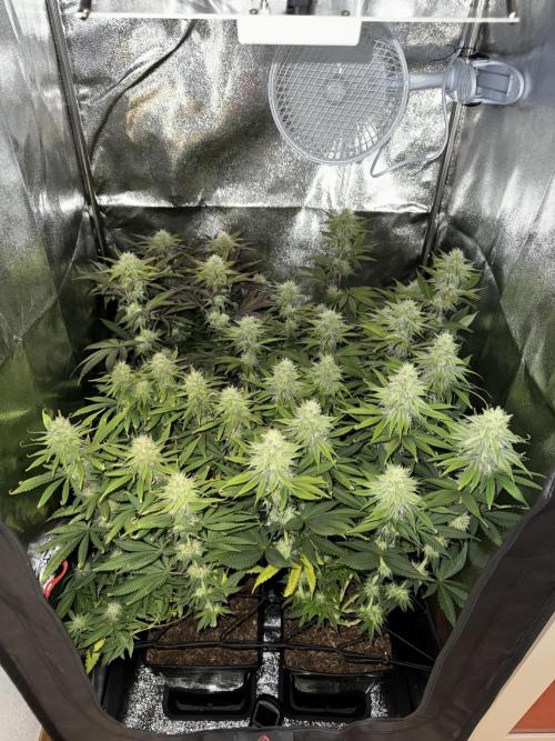 Vier Keulen für ein Halleluja. Week 10 - My little garden