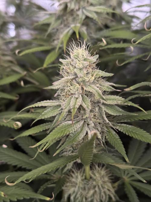 Vier Keulen für ein Halleluja. Week 10 - Papaya Frosting