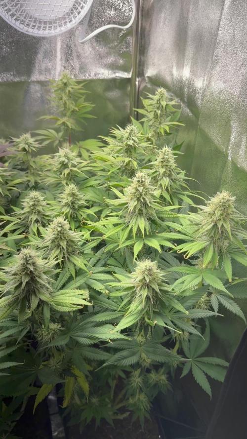 Vier Keulen für ein Halleluja