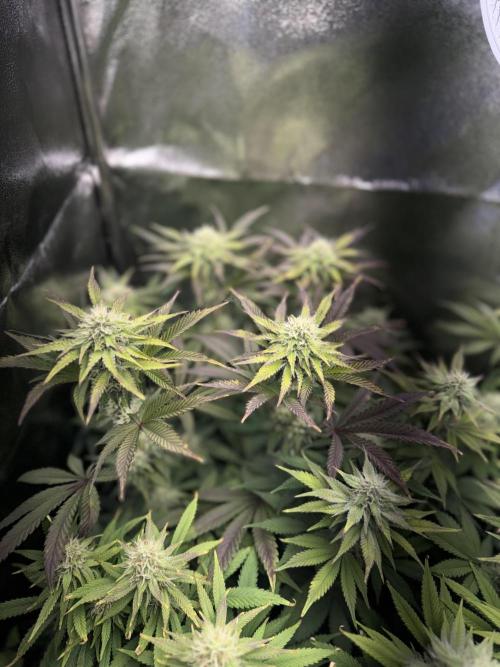 Vier Keulen für ein Halleluja. Week 10 - Pink Chai