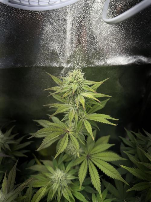 Vier Keulen für ein Halleluja. Week 10 - Lemon Cherry Gelato