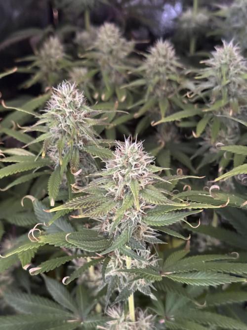 Vier Keulen für ein Halleluja. Week 10 - Blue Cheese, das Sorgenkind