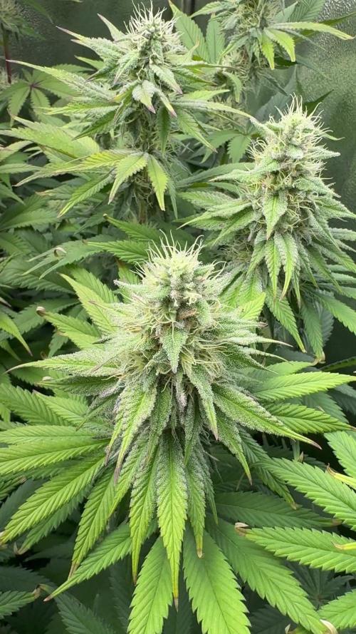 Vier Keulen für ein Halleluja