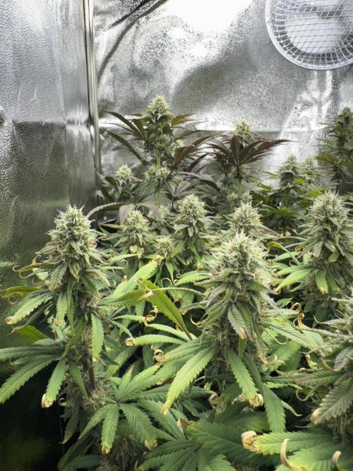 Vier Keulen für ein Halleluja. Week 11 - Blue Cheese und hinten die Pink Chai