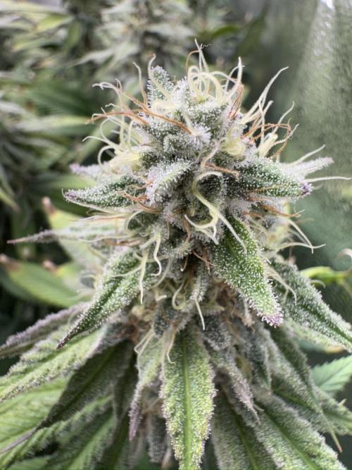 Vier Keulen für ein Halleluja. Week 11 - Papaya Frosting