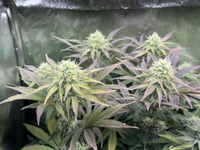 Vier Keulen für ein Halleluja. Week 11 - Pink Chai