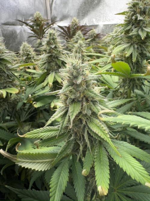 Vier Keulen für ein Halleluja. Week 11 - Papaya Frosting