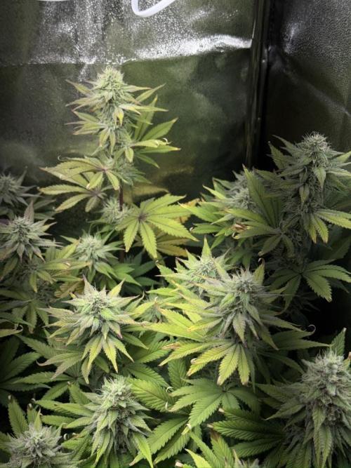 Vier Keulen für ein Halleluja. Week 11 - Lemon Cherry Gelato