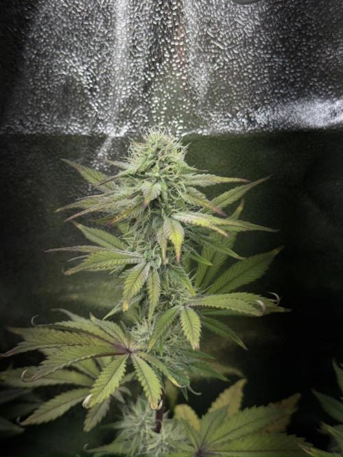 Vier Keulen für ein Halleluja. Week 11 - Lemon Cherry Gelato